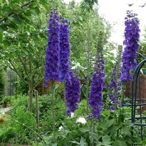 DELPHINIUM Pacific Black Knight - View All – Australian Seed