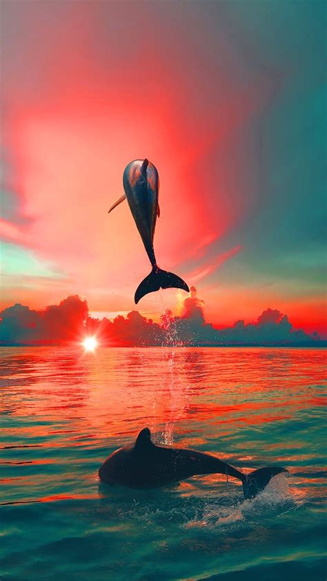 Sunset Dolphin Wallpaper - KoLPaPer - Awesome Free HD Wallpapers