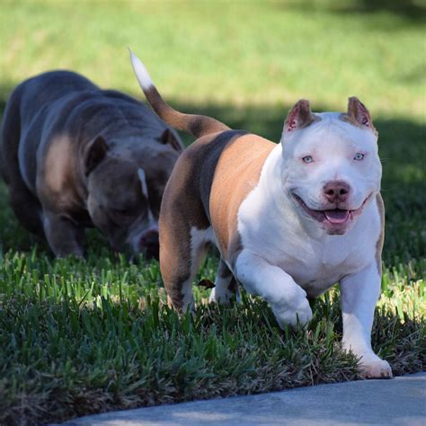 American Bully Pocket Blue Line