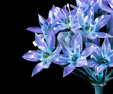 The magic of ultraviolet nature and macro photography: Digital Photography Review