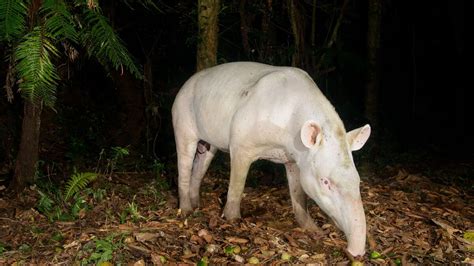 Super-Rare Albino Tapir Photographed in Brazil