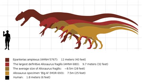 Species of Allosaurus | Fossil Wiki | Fandom powered by Wikia