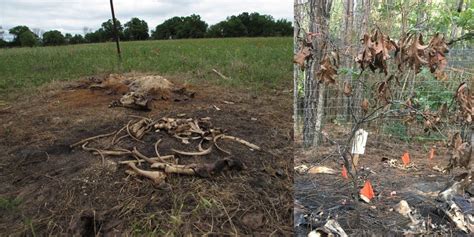 Rotting feral pig carcasses teach scientists what happens when tons of animals die all at once ...