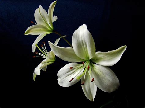 White Lilies On Blue by Sandy Keeton