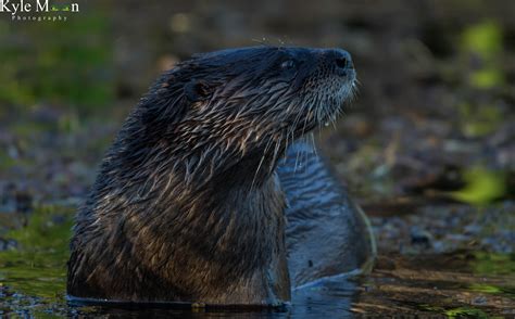 Florida Wildlife — Digital Grin Photography Forum