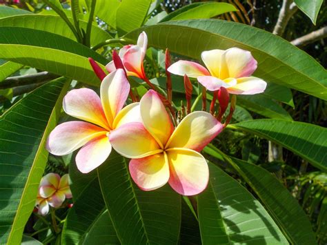 Rochelle Wallace: Hawaiian Tropical Flowers Reviews - Amazon Com Large Hawaiian Tropical Fresh ...