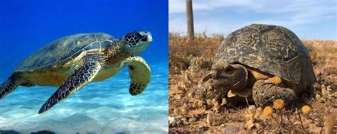 Turtle Vs Tortoise: 8 Key Differences Between These Reptiles