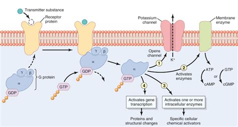 Pitt Medical Neuroscience | Synaptic Transmission