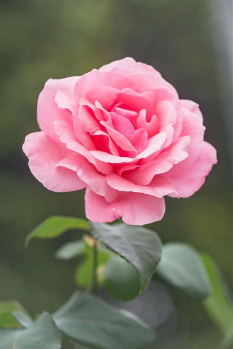 Stunning Pink Rose Photo, Super Pink Rose, #2805