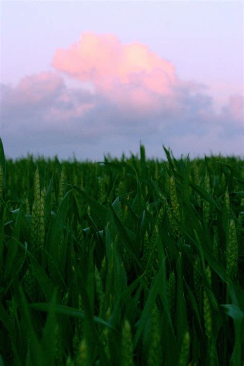 Corn field, photograph, #1496882 - FreeImages.com