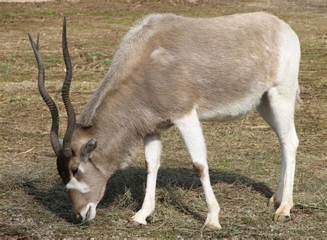 Addax Antelope – The Wildlife Conservation Center