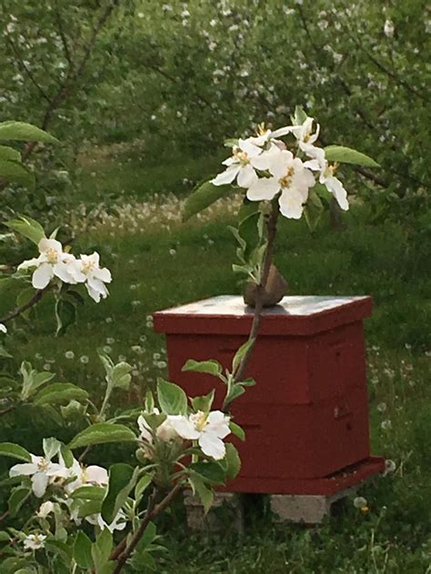 Red Hive Honey - Minnesota Grown