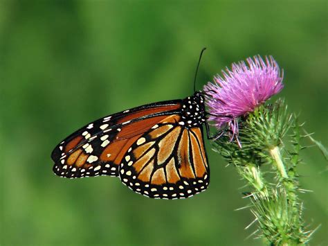 Mexico: Monarch Butterfly Migration in the Americas · Global Voices