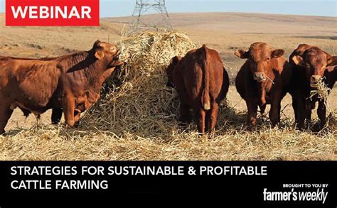 Webinar: Strategies for sustainable & profitable cattle farming