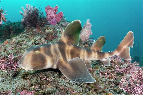 Japanese Bullhead Shark On Reef, Honshu, Japan Photograph by Andy Murch / Naturepl.com - Fine ...