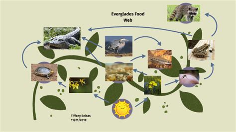 Everglades Food Web by Tiffany Seixas on Prezi