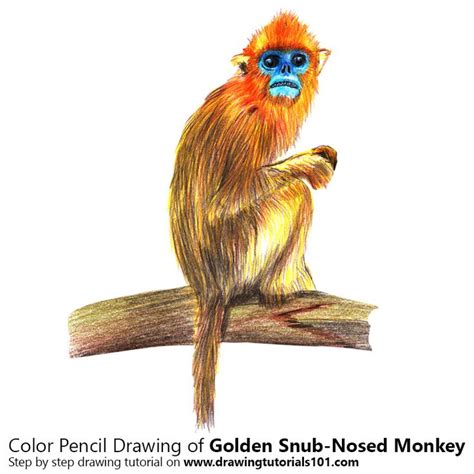 Golden Snub-Nosed Monkey with Color Pencils [Time Lapse] | Color pencil drawing, Colored pencils ...