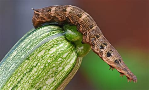 Elephant Hawkmoth Caterpillar | Dorset Butterflies