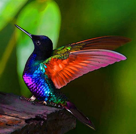 colorful humingbird | Colorful birds, Pet birds, Colorful animals