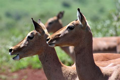 Crippled conservation: Ezemvelo KZN Wildlife is 'a very big ship with a ...