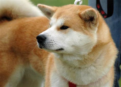 Akita Inu kutya