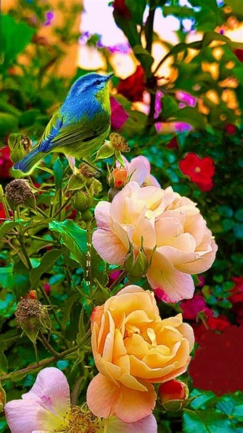 Share more than 68 wallpaper flowers and birds super hot - in.cdgdbentre