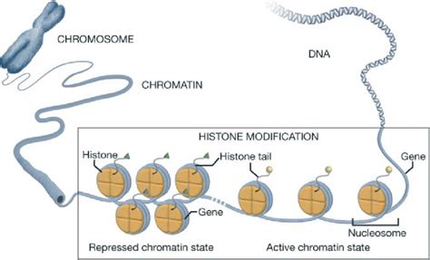 Chromatin structure and histone modifications. DNA is wrapped around ...