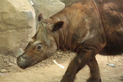 The Sumatran rhinoceros – just elusive or near extinction