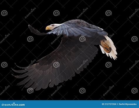 Eagle Flying Isolated at Black Stock Photo - Image of background, isolated: 212727204