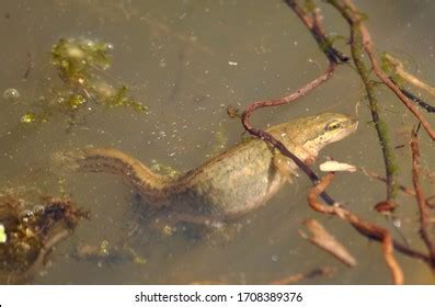 136 Newt Eggs Images, Stock Photos & Vectors | Shutterstock