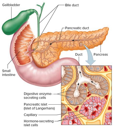 Pancreas Location, Anatomy and Function in Digestion