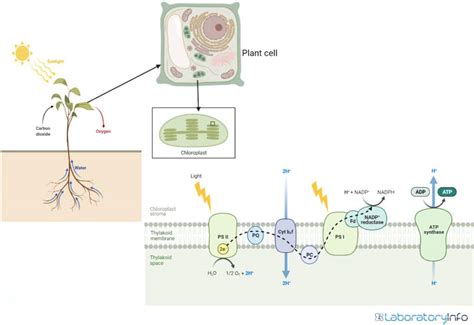 Photosynthesis Process - Definition, Diagram, Reactions (Steps ...