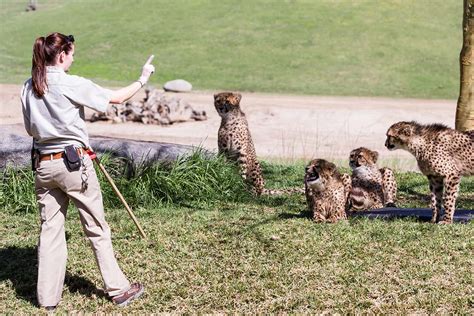 A Typical Day in the Life of a Zookeeper - International Career ...