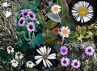 Asteraceae : The Largest Family of Vascular Plants | Flowers