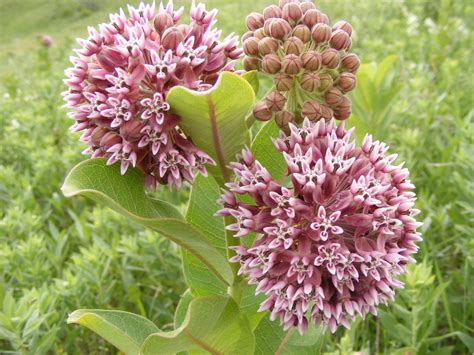 Spreading Milkweed, Not Myths - Updates from the U.S. Fish and Wildlife ...