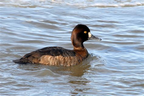 Public Domain Picture | Lesser Scaup (female) | ID: 13966519812461 | PublicDomainFiles.com