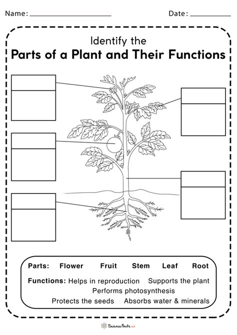 Printable Plant Parts