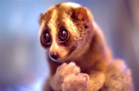 Loris - Description, Habitat, Image, Diet, and Interesting Facts