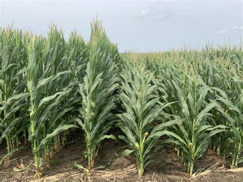 Bayer Shortens Corn Stalks to Withstand Extreme Winds (BAYN) - Bloomberg