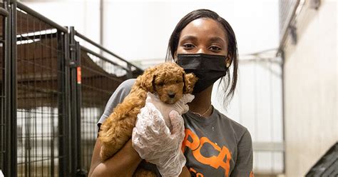 Volunteer Opportunities at the ASPCA Cruelty Recovery Center | ASPCA