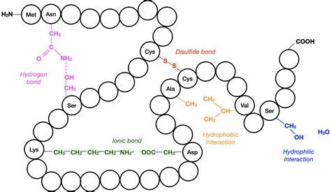 7.3 Protein Structure – College Biology I