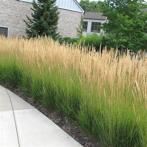 'Karl Foerster' Feather Reed Grass | Perennials – Great Garden Plants