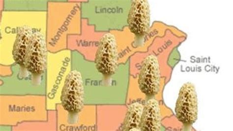 Morel mushroom hunting season begins in Missouri | FOX2now.com