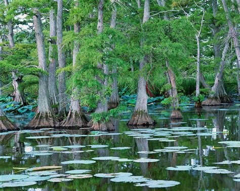 Bald Cypress Trees Photograph by Byron Jorjorian