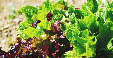 Grow Mesclun Lettuce - Garden Plant