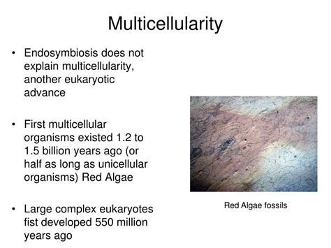 PPT - Eukaryotic Evolution and Diversity PowerPoint Presentation, free download - ID:1392075