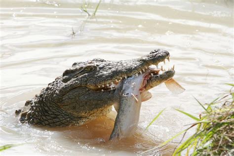 Crocodile hunting stock photo. Image of animal, jungle - 10727158