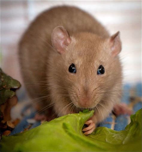 brown pet rats - Google Search | Pet rats, Rats, Cute rats