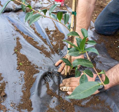 How Waterlogged Soil Affects Young Plants | Marc Doyle Treework