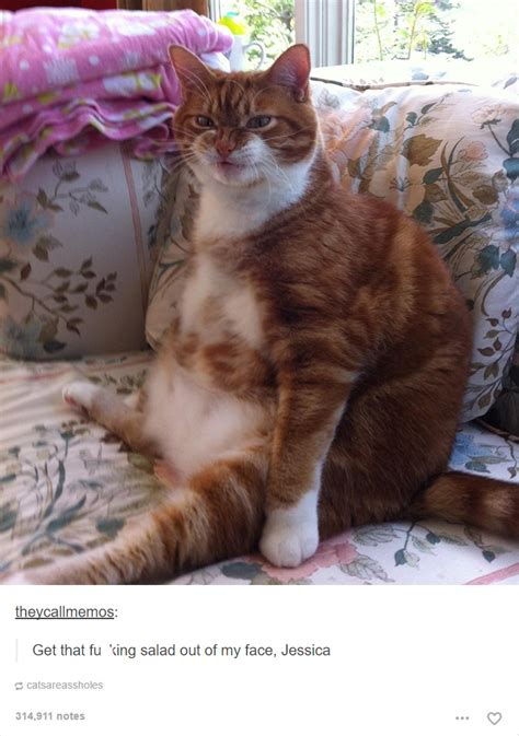 52 Funny Cat Memes That Prove Cats Still Rule The Internet